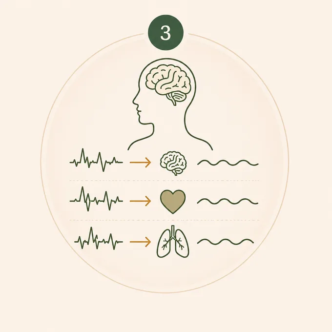 Busy signals from the brain, heart, and breath settle into slow, even rhythms.